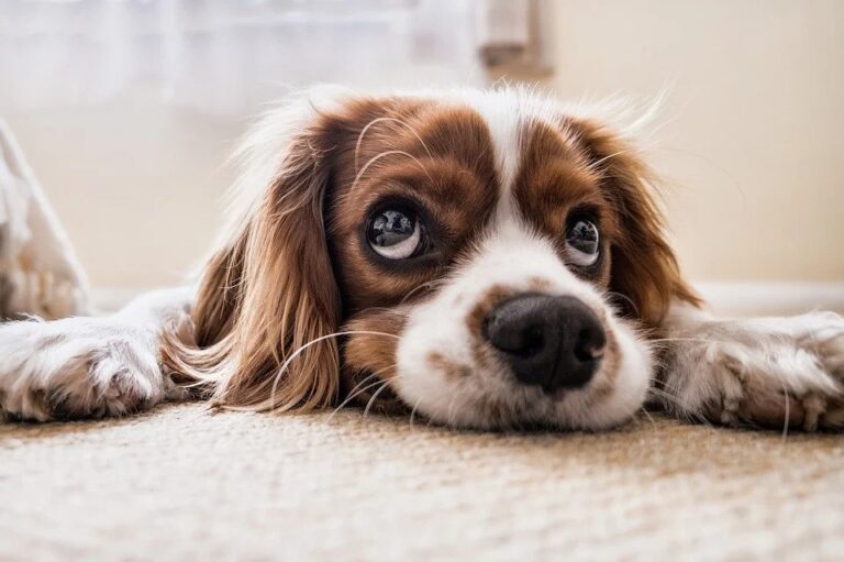 Top 500 Dog Names Starting with A