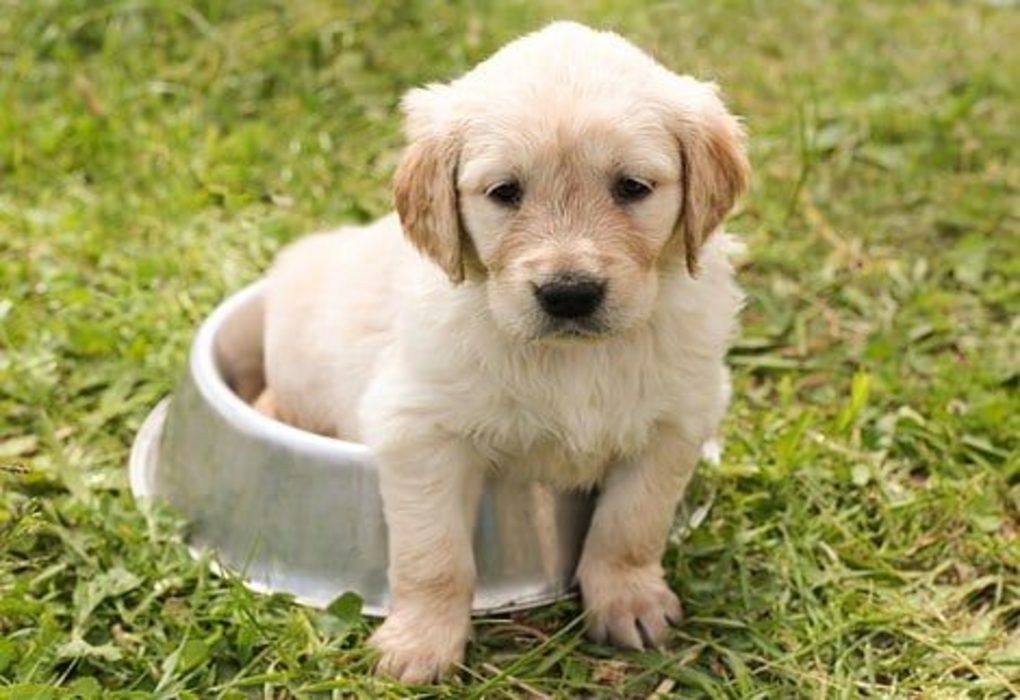 Top Dog Names Starting with B
