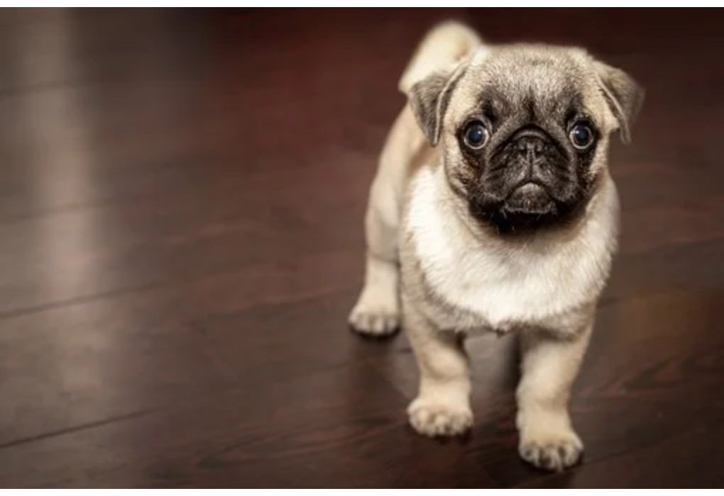 Top Dog Names Starting with C