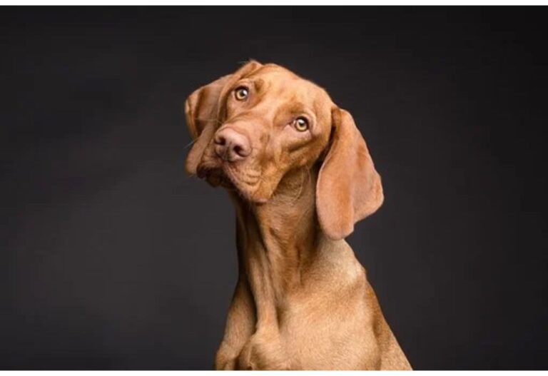 Top 450 Dog Names Starting with D