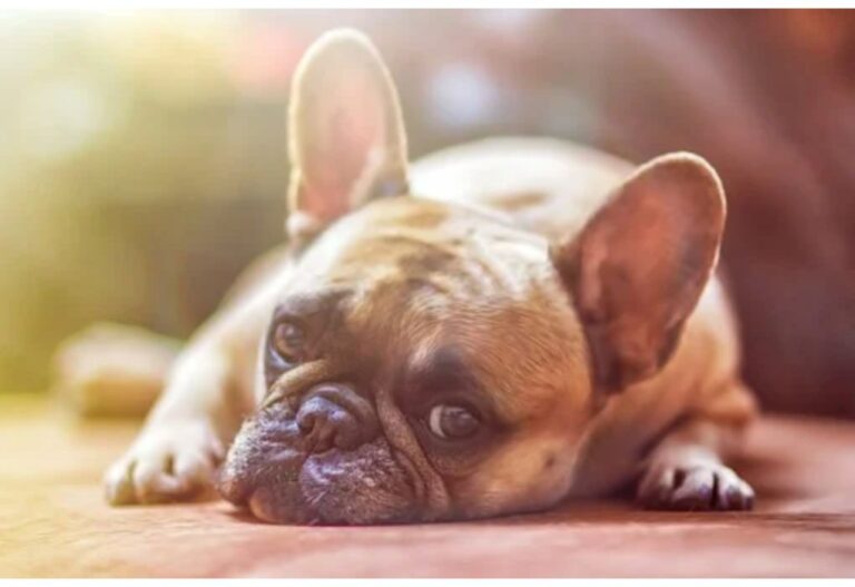 Top 500 Dog Names Starting with F