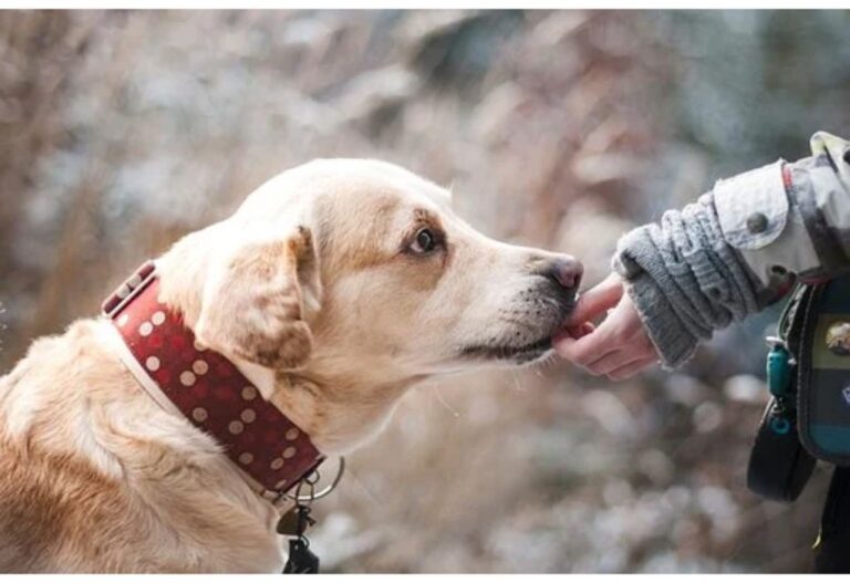 Top 400 Dog Names Starting with J