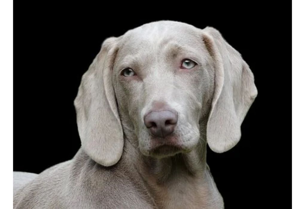Top Dog Names Starting with M