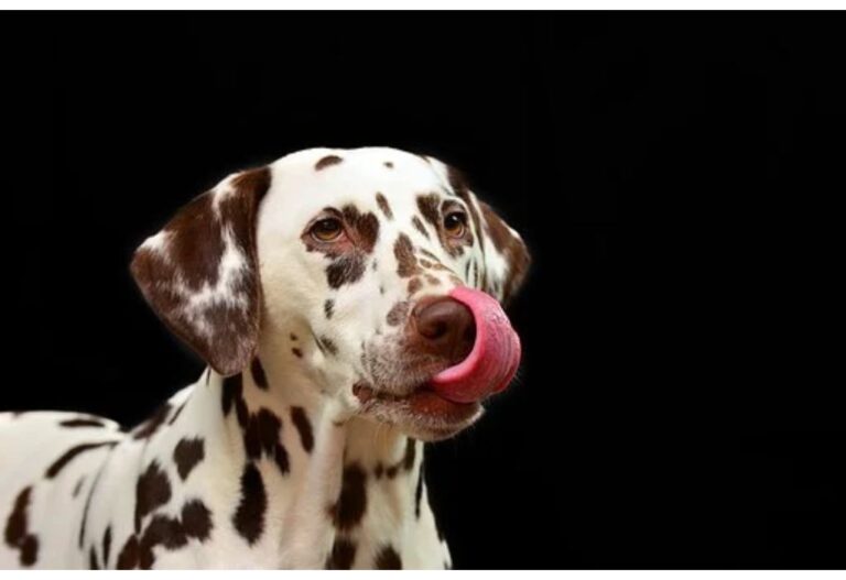 Top 300 Dog Names Starting with N
