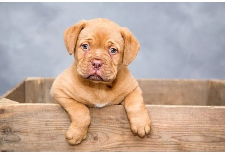 Top 250 Dog Names Starting with O