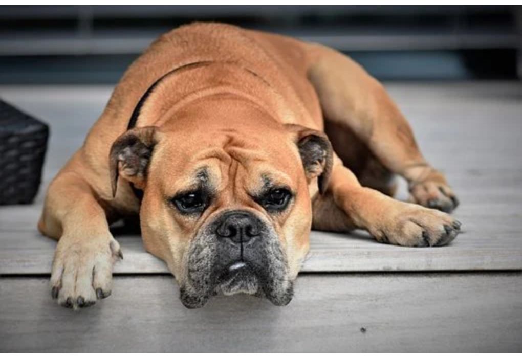 Top Dog Names Starting with Q