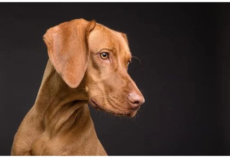 Top 500 Dog Names Starting with S