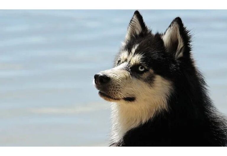 Top 100 Dog Names Starting with U
