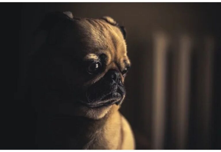 Top 150 Dog Names Starting with W