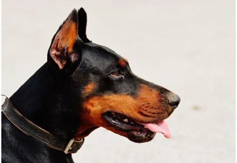 Top 150 Dog Names Starting with Y