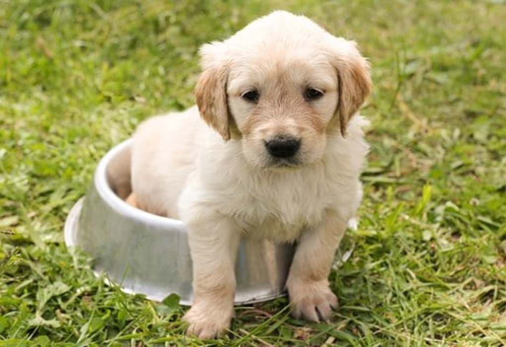 Top Girl Dog Names Starting with B
