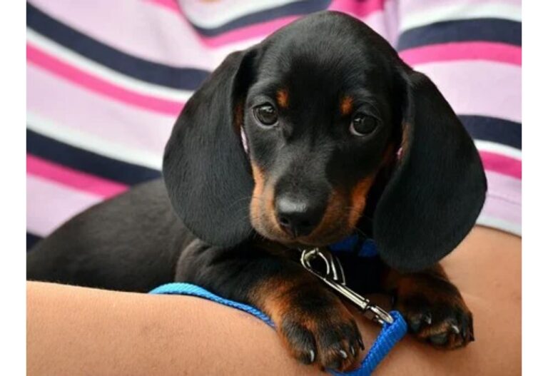 Top 150 Girl Dog Names Starting with G
