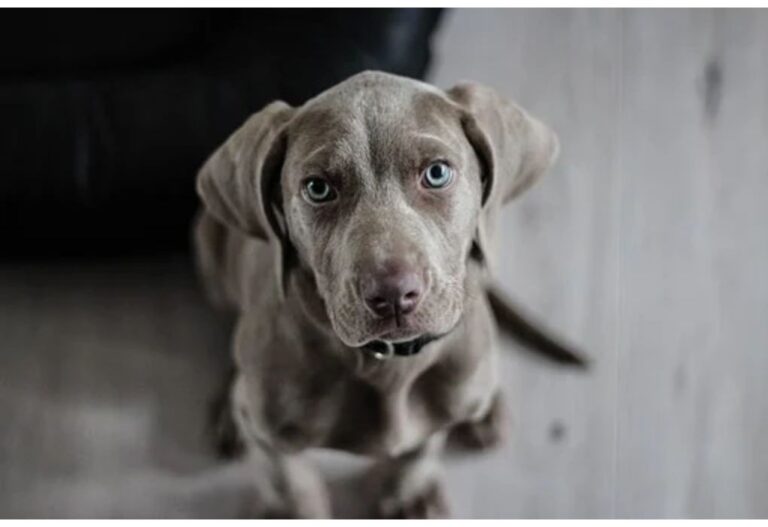 Top 120 Girl Dog Names Starting with H