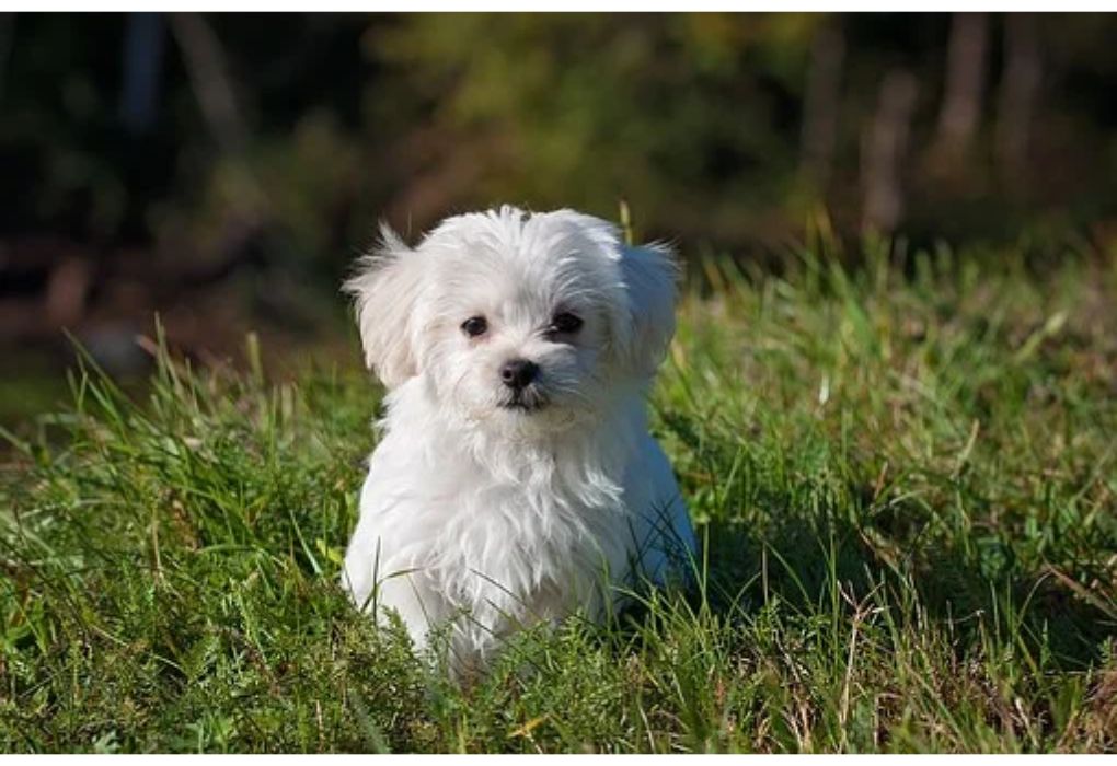 Top Girl Dog Names Starting with K