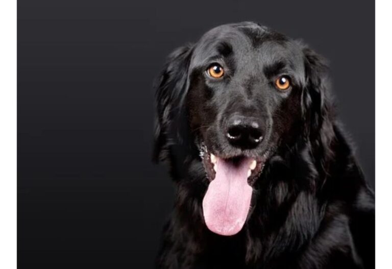 Top 150 Girl Dog Names Starting with P
