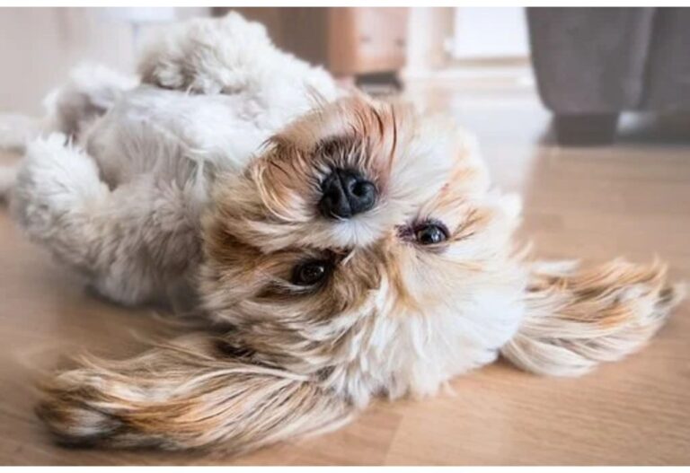 Top 100 Girl Dog Names Starting with R