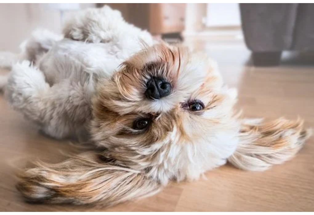 Top Girl Dog Names Starting with R