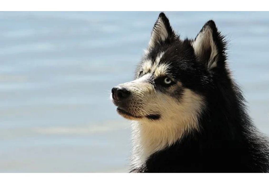 Top Girl Dog Names Starting with U