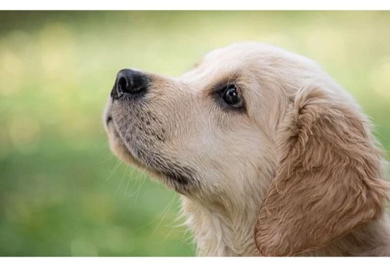 Top 70 Girl Dog Names Starting with V