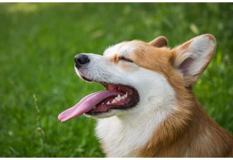 Top 50 Girl Dog Names Starting with Z