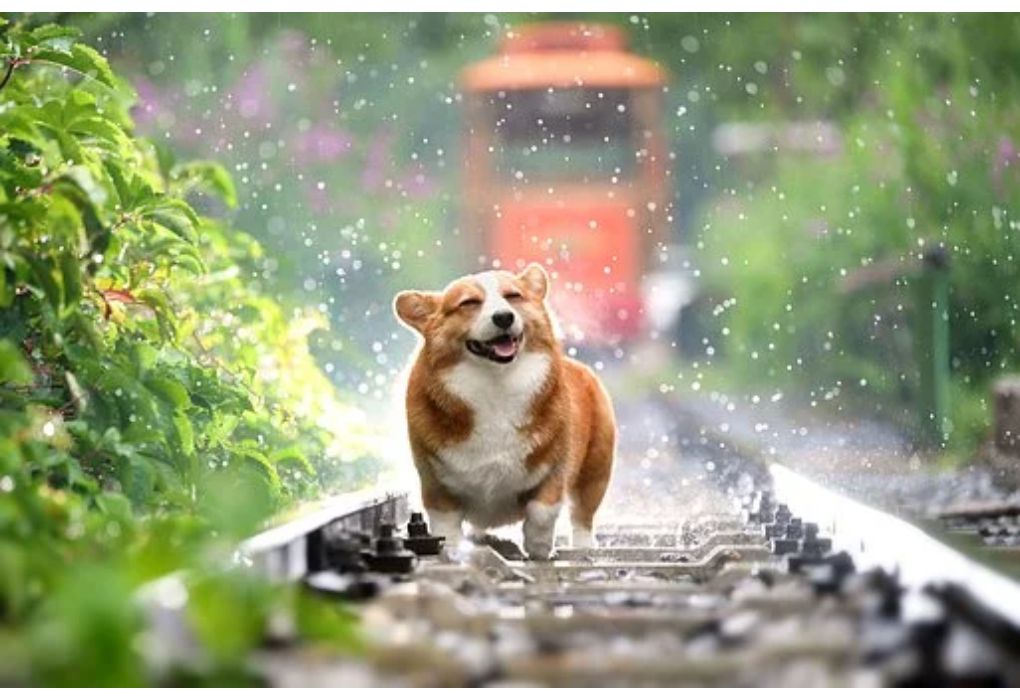 Top Male Dog Names Starting with E