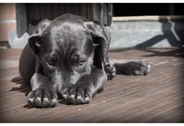 Top 160 Boy Dog Names Starting with I