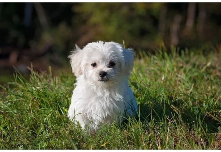 Top 250 Boy Dog Names Starting with K
