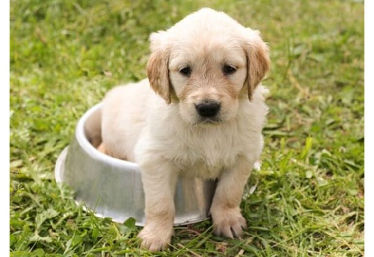 Top 170 Boy Dog Names Starting with L