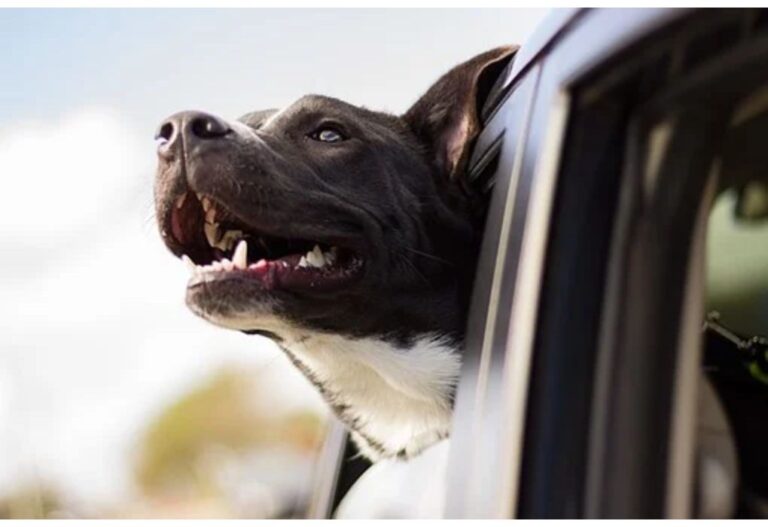Top 260 Boy Dog Names Starting with T