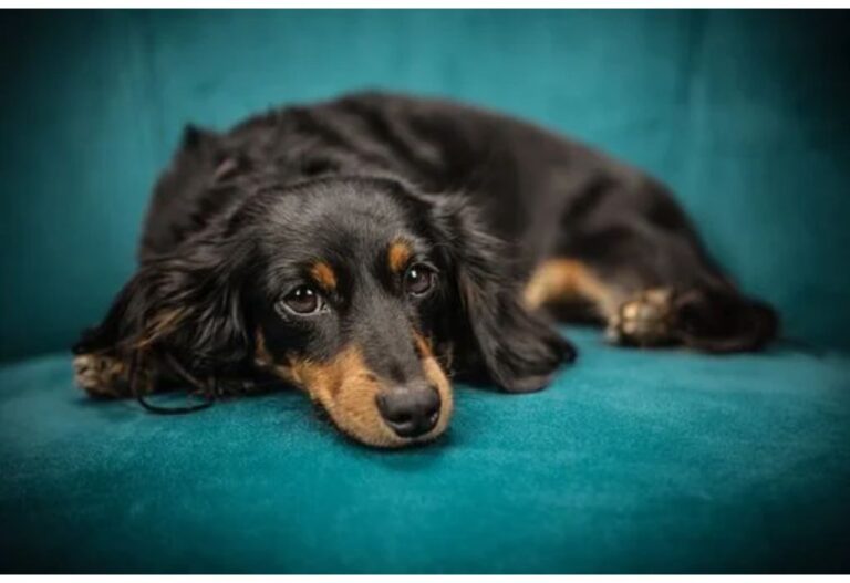 Top 20 Boy Dog Names Starting with X