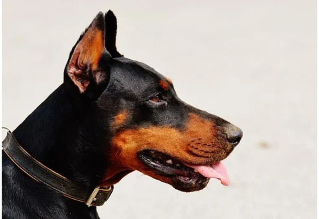 Top Male Dog Names Starting with Y
