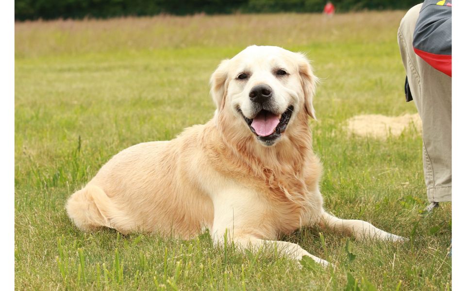 Male Golden Retriever Names