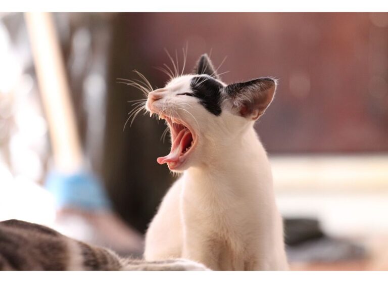 Top 500 Cat Names Starting with B