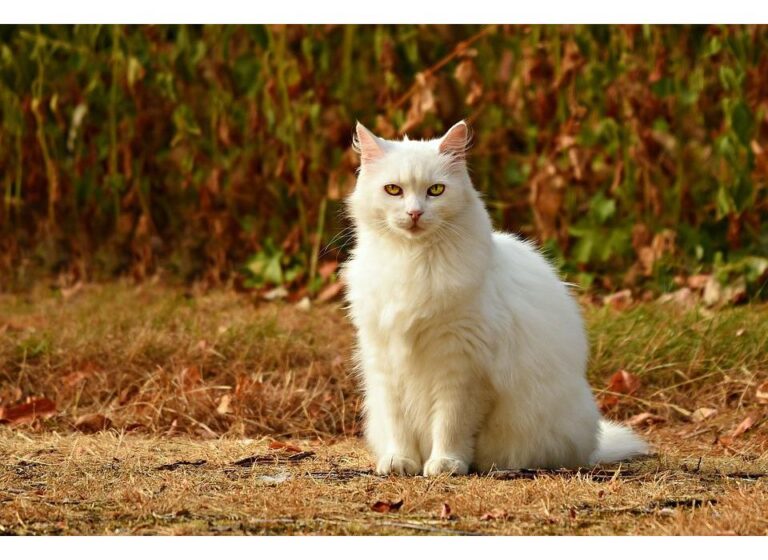 Top 500 Cat Names Starting with C