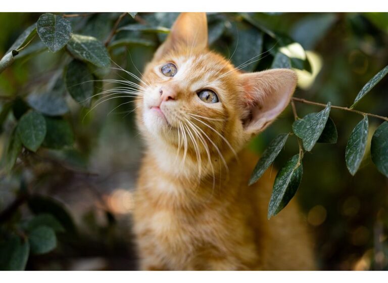 Top 500 Cat Names Starting with D