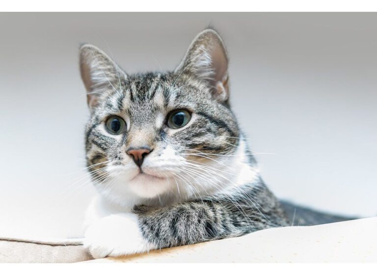 Top 450+ Cat Names Starting with E