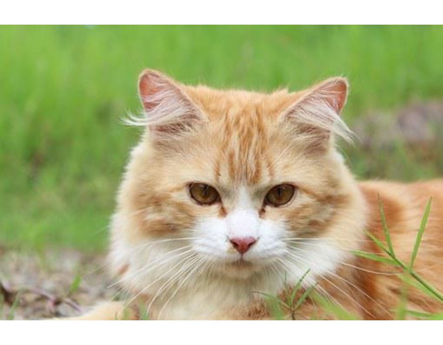 Cat Names Starting with F