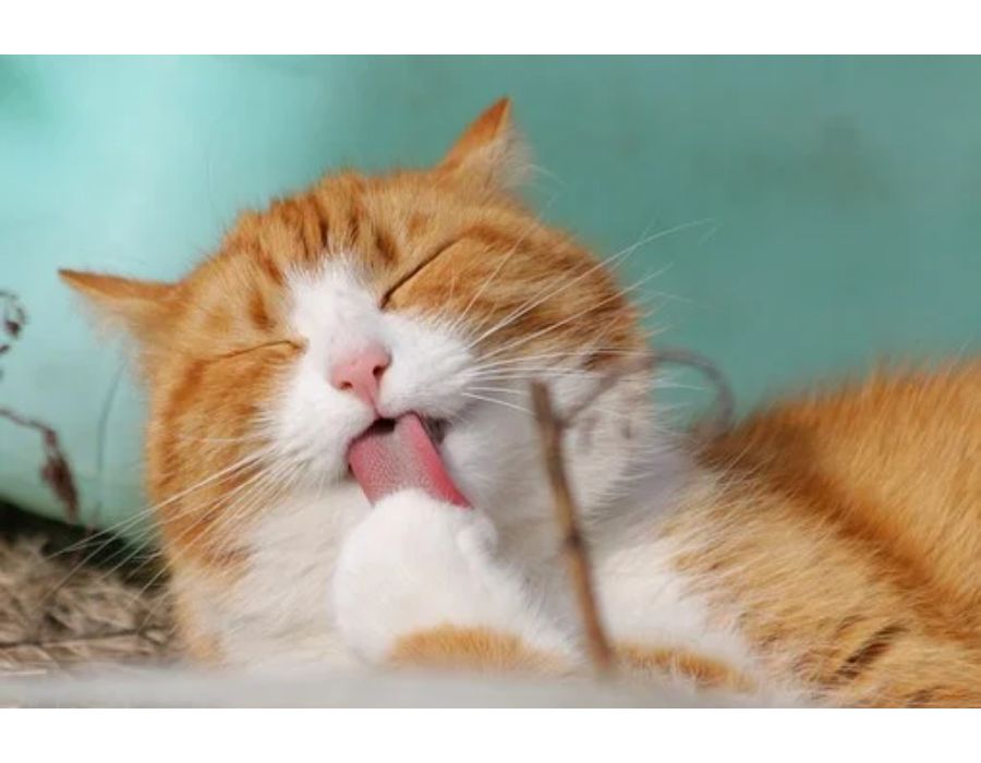 Cat Names Starting with G