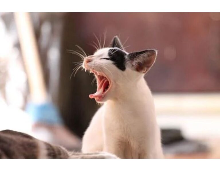 Top 400+ Cat Names Starting with H