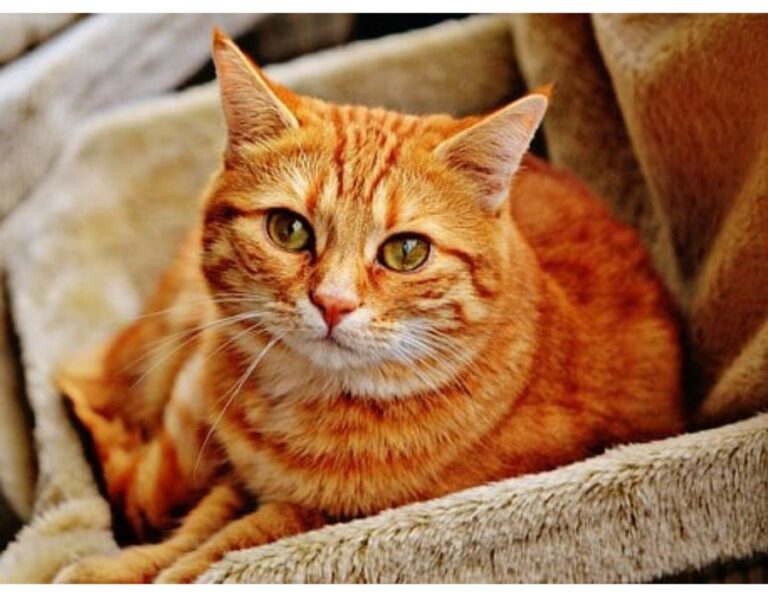 Top 300+ Cat Names Starting with I