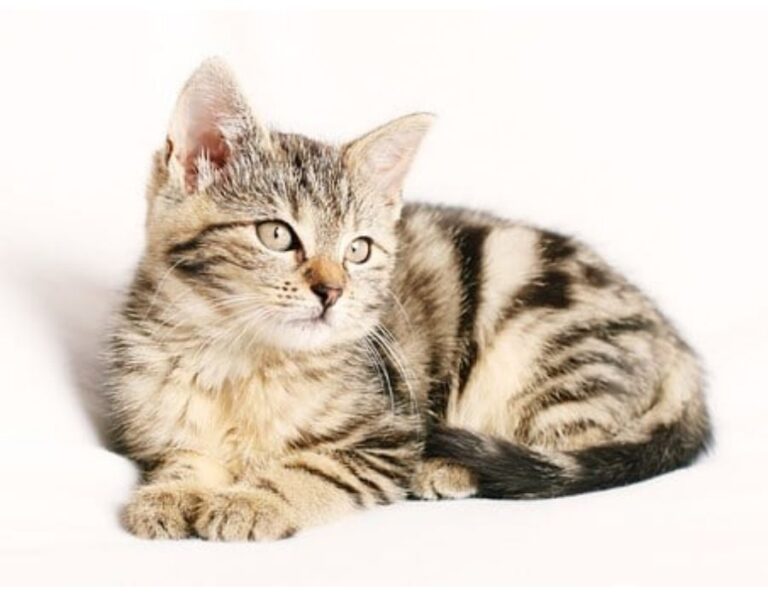 Top 450+ Cat Names Starting with J