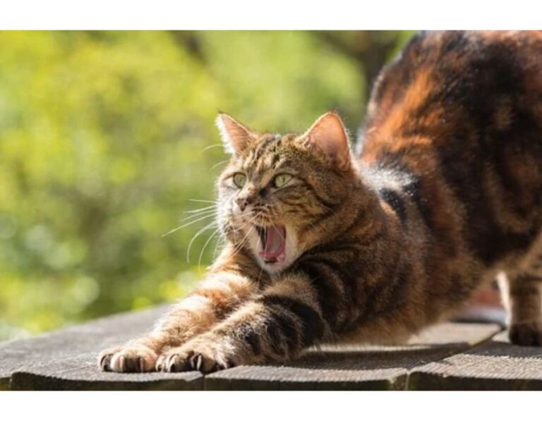 Top 450+ Cat Names Starting with K