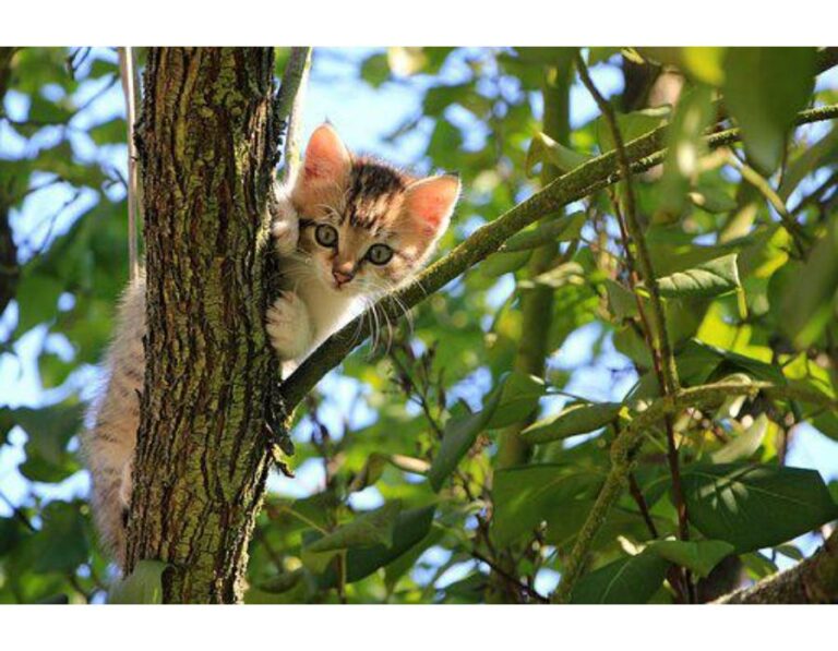 Top 450+ Cat Names Starting with L