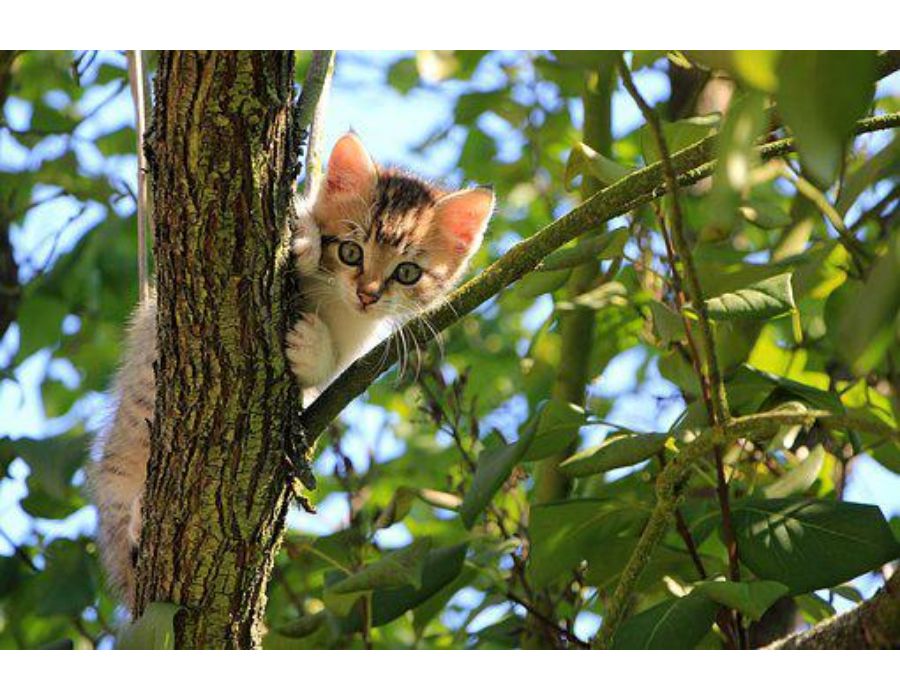 Cat Names Starting with L