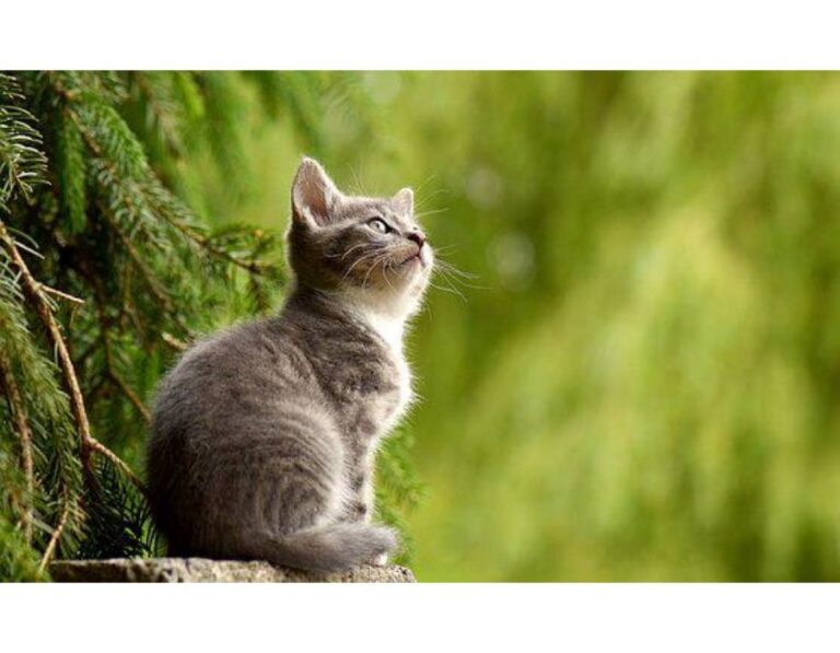 Top 500+ Cat Names Starting with M