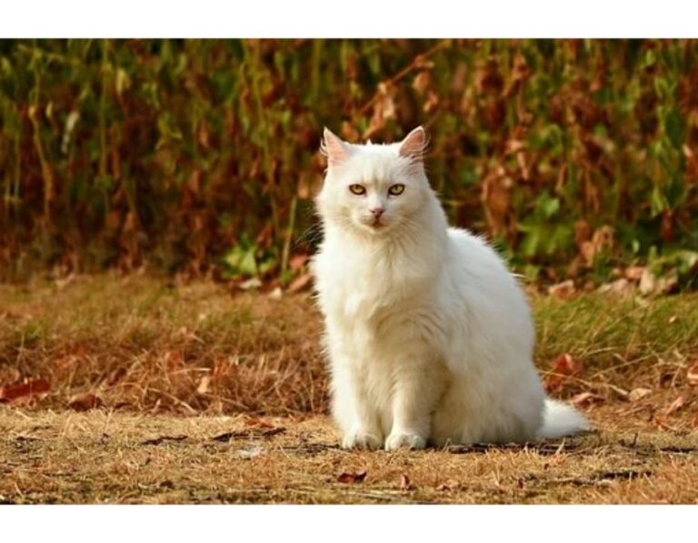 Top 350+ Cat Names Starting with N