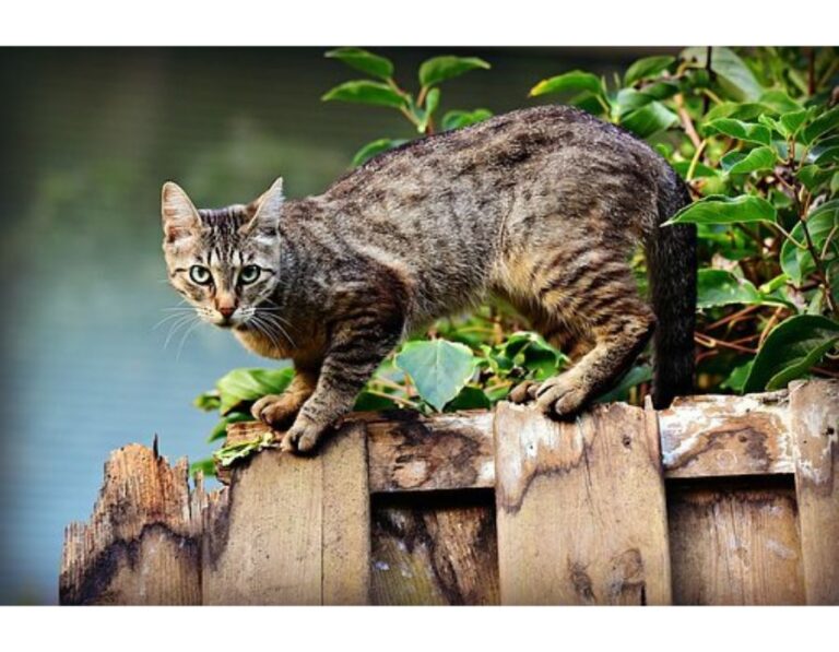 Top 300+ Cat Names Starting with O