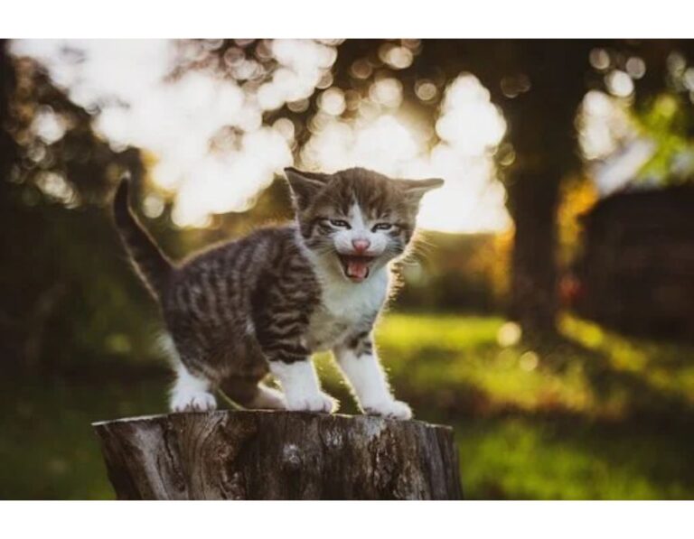 Top 450+ Cat Names Starting with P