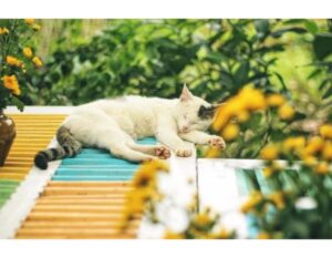 150+Top Female Cat Names That Start With R