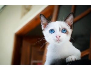 300+Top Female Cat Names That Start With S